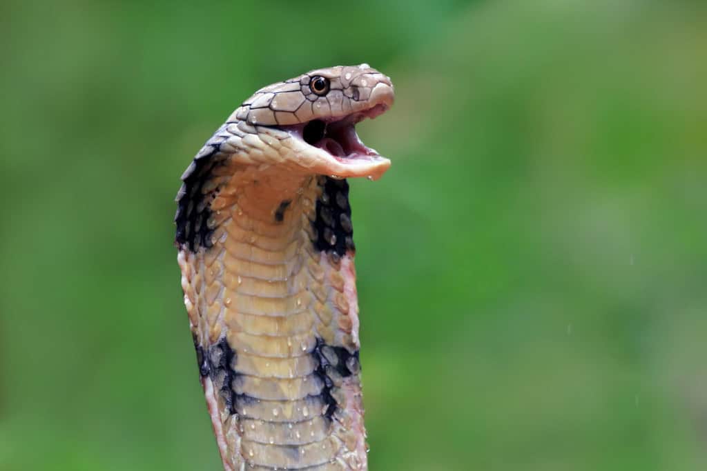 Cobra-real (Ophiophagus hannah)