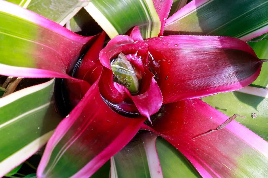 Vista superior do centro de uma bromélia com água acumulada entre suas folhas verdes, demonstrando um possível local de hidratação para animais