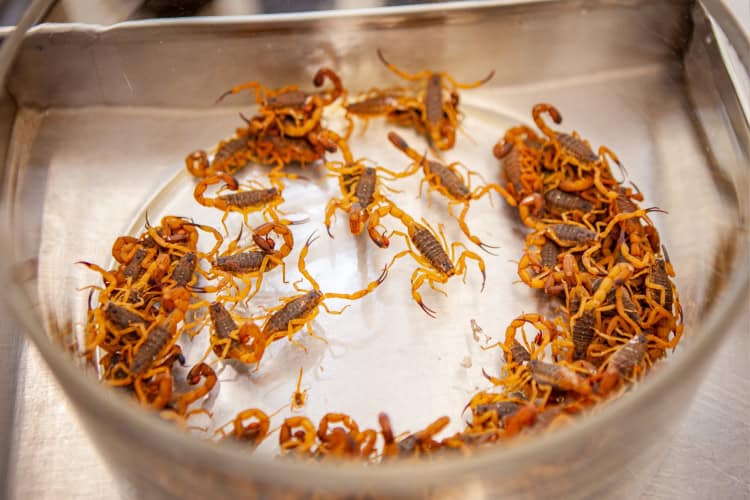 Vários escorpiões amarelos (Tityus serrulatus) amontoados dentro de um recipiente de vidro transparente, ilustrando uma infestação