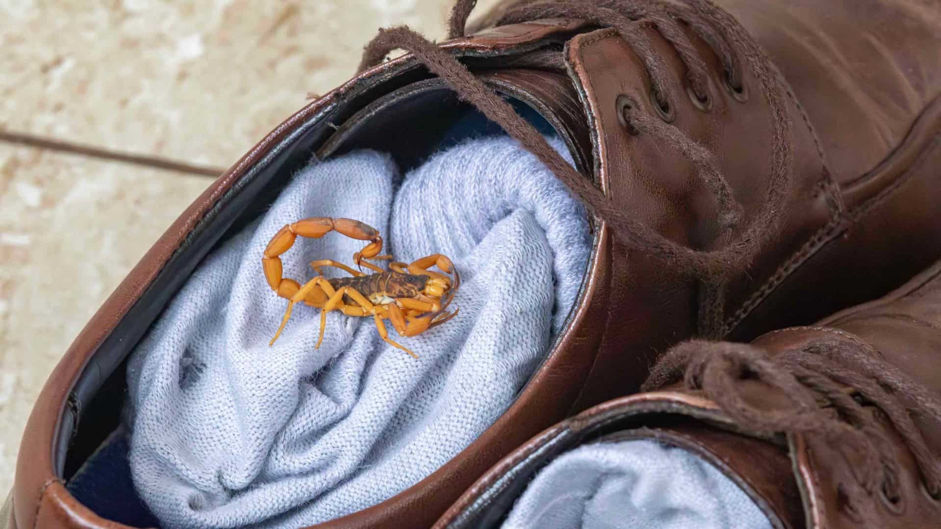 Foto em close de um escorpião amarelo (Tityus serrulatus) escondido sobre uma meia cinza dentro de um sapato de couro marrom