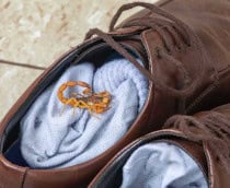 Foto em close de um escorpião amarelo (Tityus serrulatus) escondido sobre uma meia cinza dentro de um sapato de couro marrom