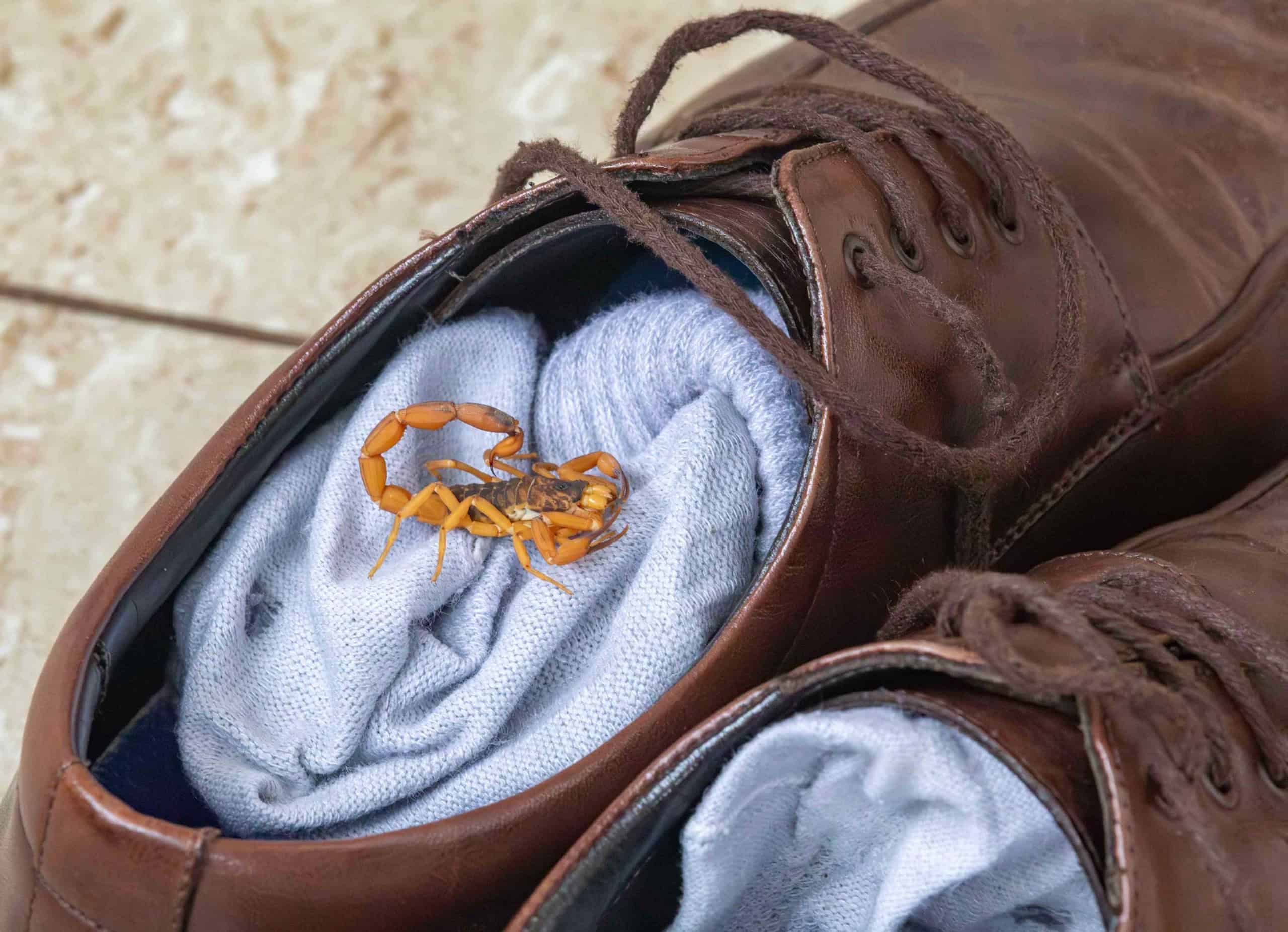 Pare de usar inseticida: entenda por que venenos podem multiplicar os escorpiões