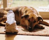 Como criar um ar-condicionado caseiro para a caminha do pet sem gastar nada além do que você já tem em casa