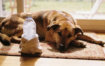 Como criar um ar-condicionado caseiro para a caminha do pet sem gastar nada além do que você já tem em casa