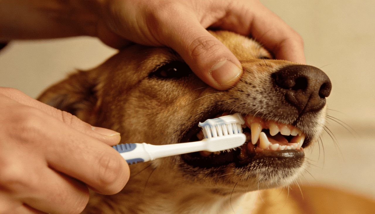 Como evitar o mau hálito e proteger o coração do pet de doenças graves