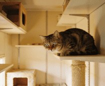 Como deixar um gato de apartamento muito mais feliz e relaxado com mudanças simples