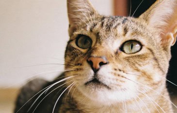 As quase 300 expressões faciais que os gatos usam para mostrar o que sentem