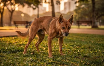 O motivo científico pelo qual os cães dão voltas antes de fazer as necessidades no passeio