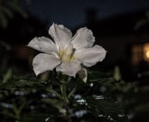 O segredo das flores que florescem no silêncio da noite