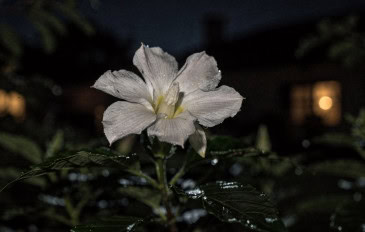 O segredo das flores que florescem no silêncio da noite