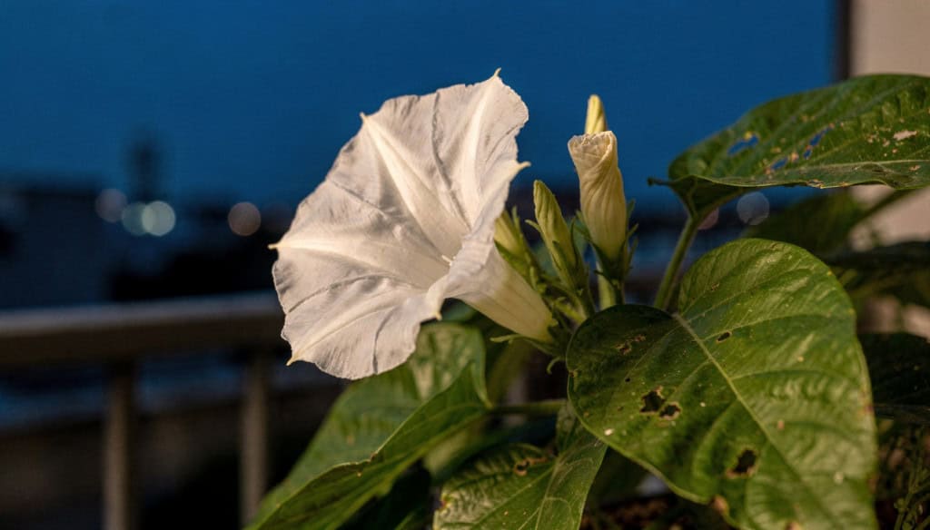 O segredo das flores que florescem no silêncio da noite