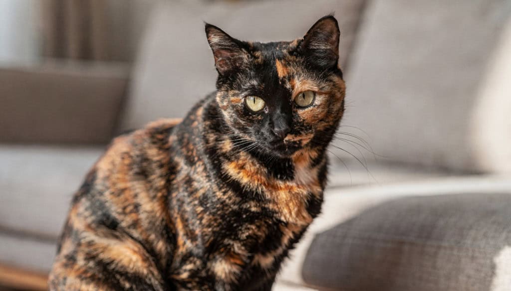 A cor do pelo do gato pode indicar se ele é mais bravo ou carinhoso