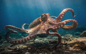 A ciência descobre que os polvos são inteligentes ao ponto de conseguirem resolver problemas complexos feito por humanos