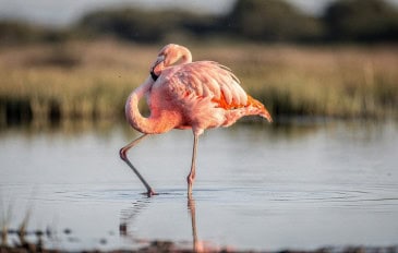 Por que os flamingos ficam em uma perna só? E como fazem para não se cansar