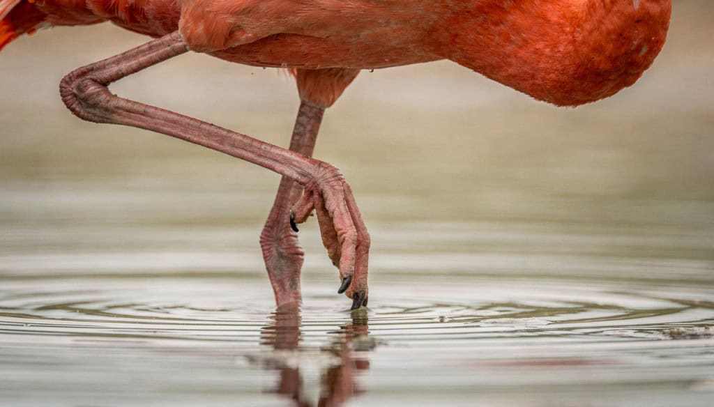 Por que os flamingos ficam em uma perna só? E como fazem pra não se cansar