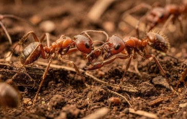 As formigas cirurgiãs que realizam operações em outras companheiras para salvar vidas no formigueiro