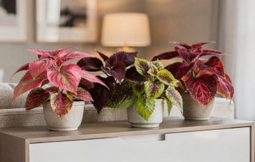 Essas plantas de folhas coloridas melhoram o humor e o visual da casa