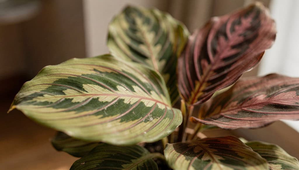 Essas plantas de folhas coloridas melhoram o humor e o visual da casa