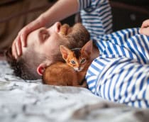 O ronronar dos gatos emite vibrações entre 20 e 140 Hz, frequência capaz de acalmar o sistema nervoso humano e auxiliar na regeneração de tecidos