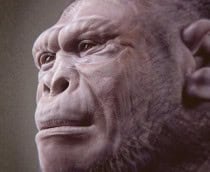 homo-habilis-210x172