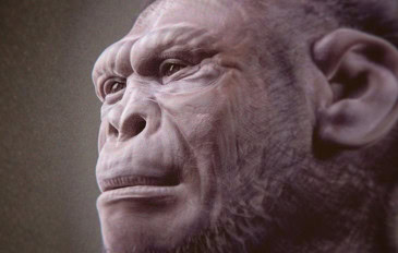homo-habilis-365x232