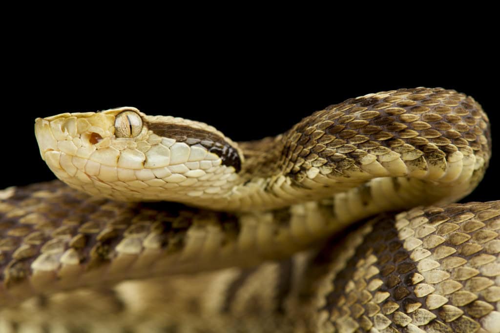 Jararaca (Bothrops jararaca)