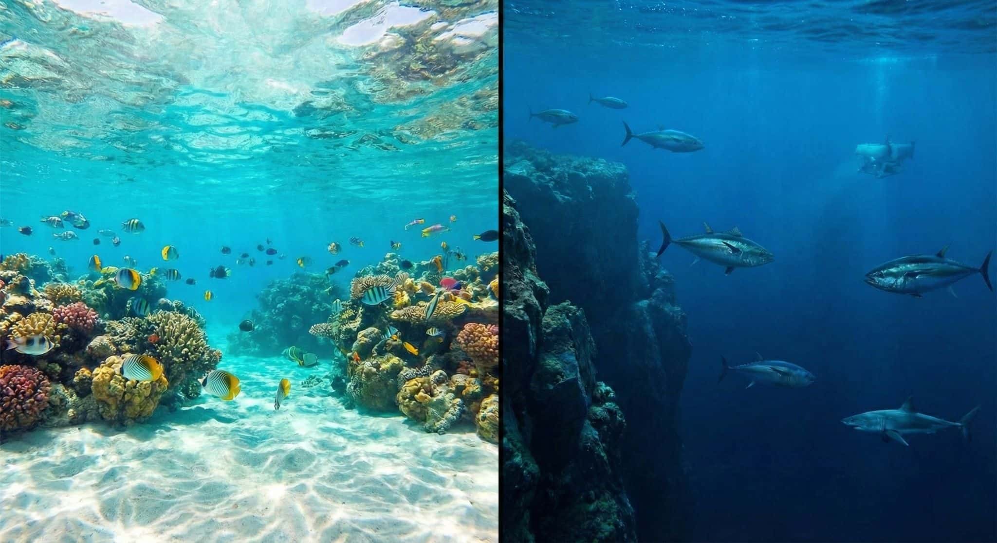 Qual a diferença entre mar e oceano? A geografia explica