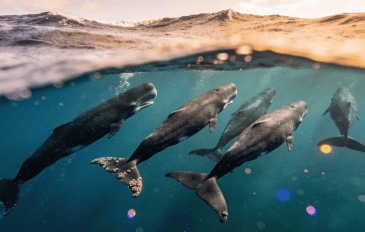 Baleias criam alfabeto próprio e mostram que conversar não é só coisa de humano