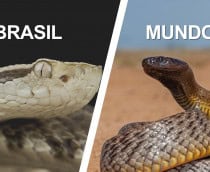 Montagem em tela dividida comparando cobras peçonhentas: lado esquerdo mostra o close da cabeça de uma Jararaca com a legenda 'Brasil'; lado direito mostra uma Taipan-do-interior em posição de alerta com a legenda 'Mundo'