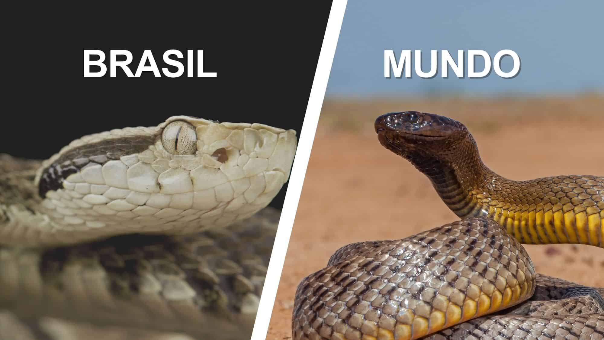 As 10 cobras mais peçonhentas do mundo (e quais vivem no Brasil)
