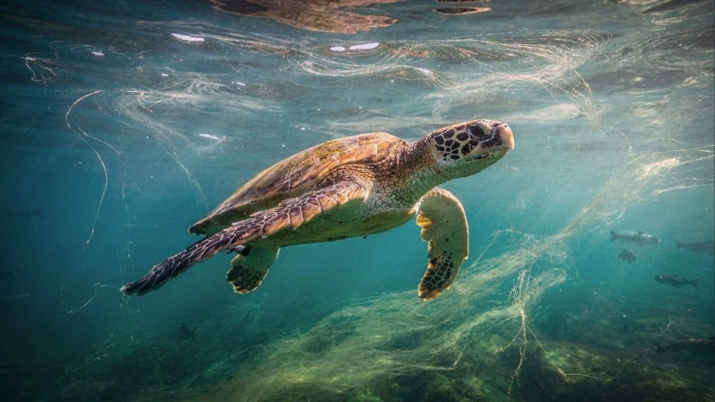 Como as tartarugas marinhas sempre voltam à mesma praia