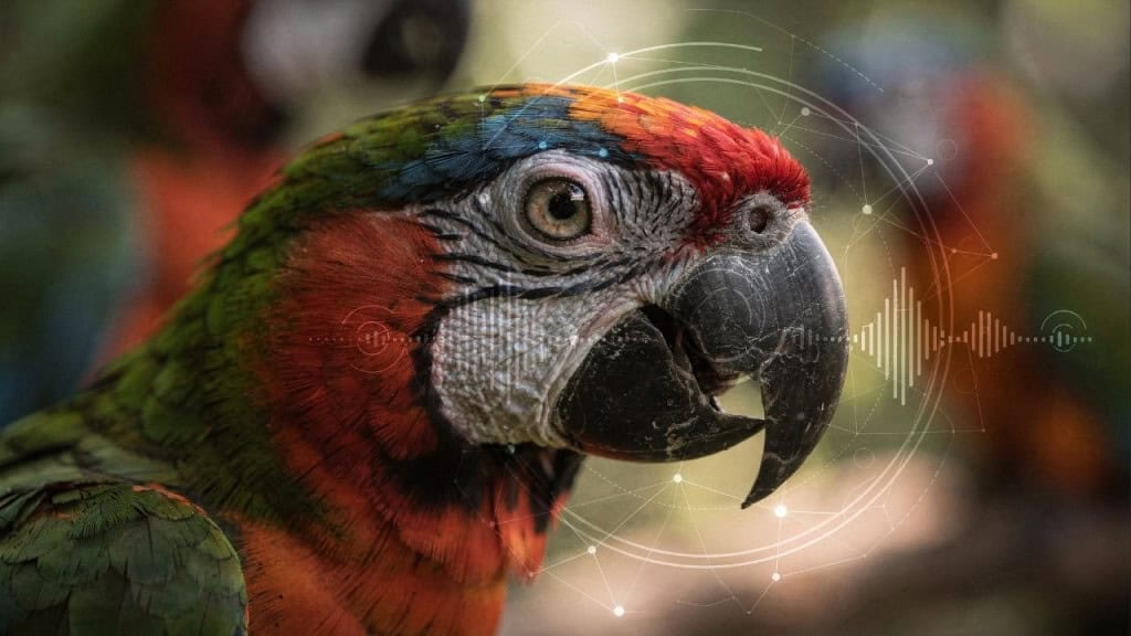 Os cientistas não esperavam por isso: esses papagaios selvagens seguem regras de sintaxe assim como na linguagem humana