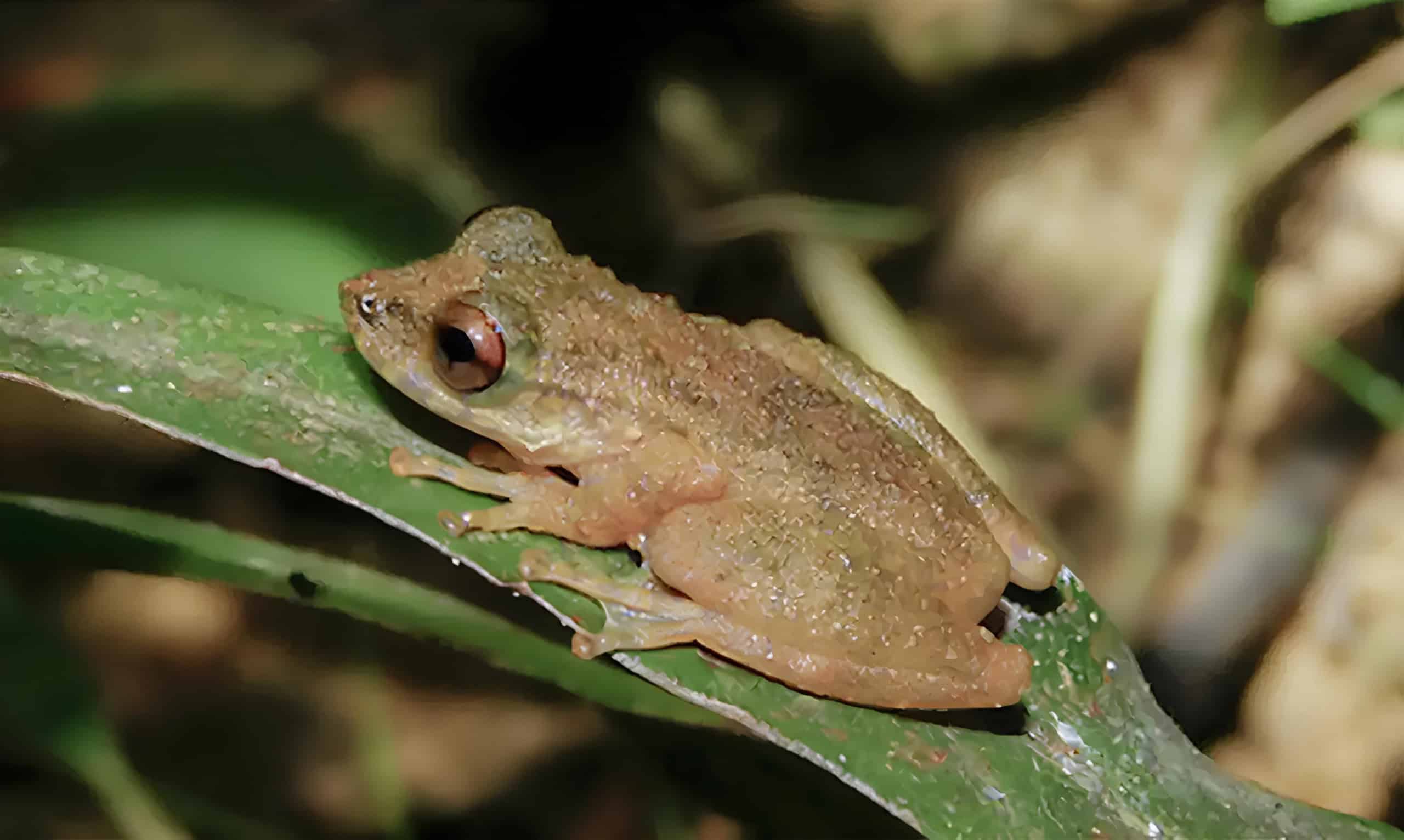 Nova perereca é identificada no Cerrado de Minas Gerais