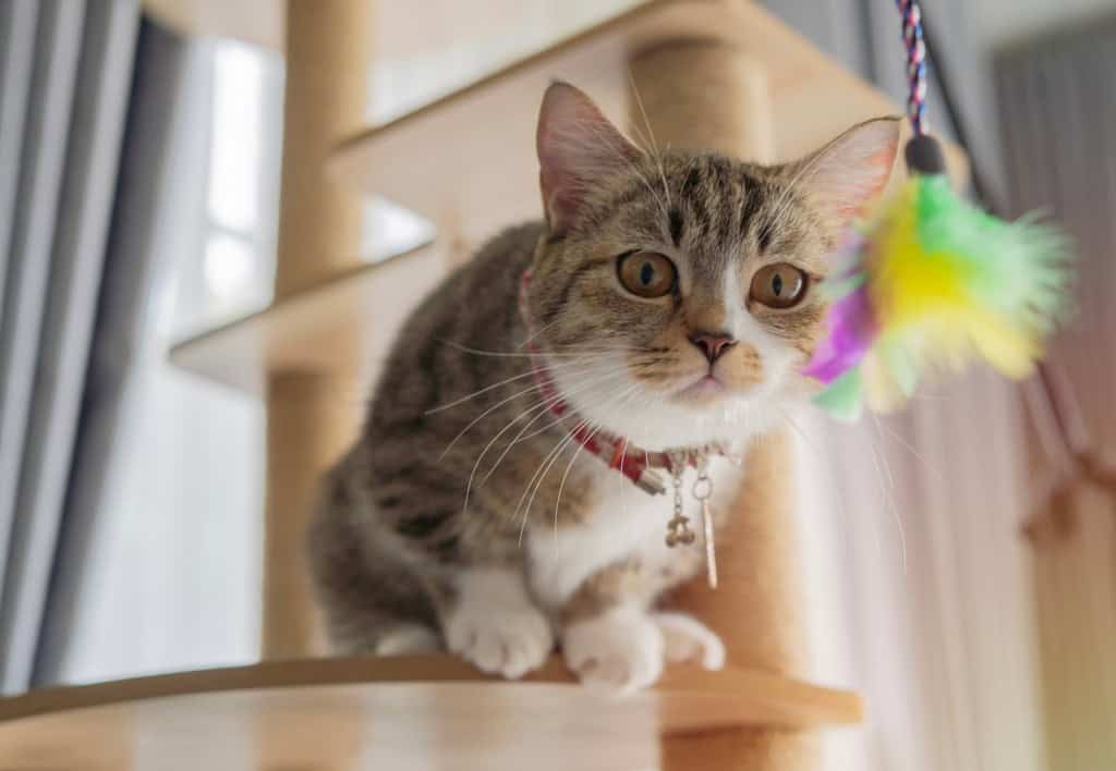 gato