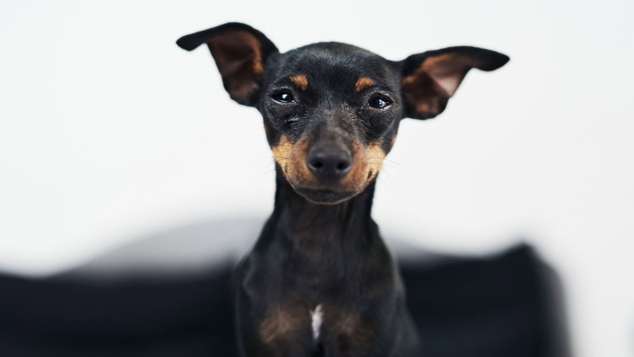 Por que os pinschers tremem? Fenômeno abrange outras raças de cachorro de pequeno porte