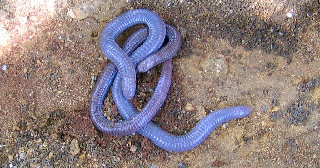 Exemplo de anfisbêmia, conhecida como cobra-de-duas-cabeças