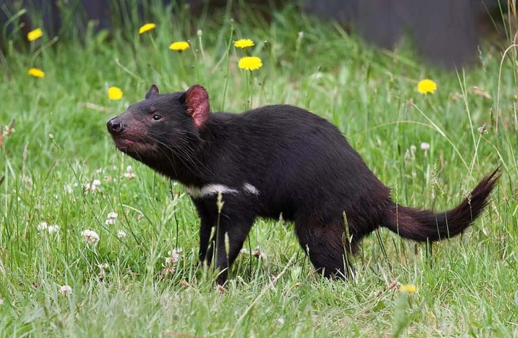 Esse animal ic&ocirc;nico da Austr&aacute;lia j&aacute; esteve &agrave; beira da extin&ccedil;&atilde;o e agora ganha nova chance