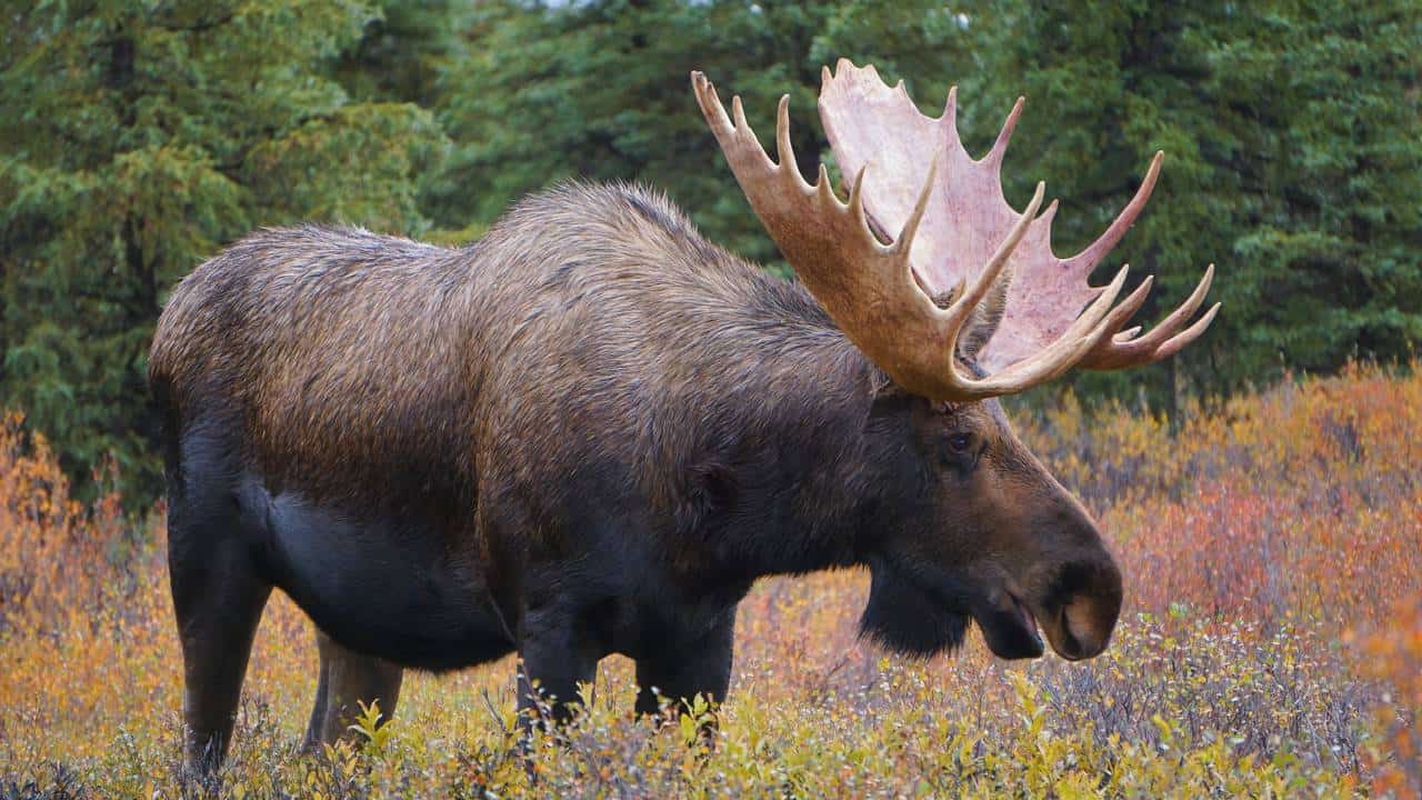 No frio extremo, os animais criam regras próprias e elaboram estratégias que parecem impossíveis para sobreviver