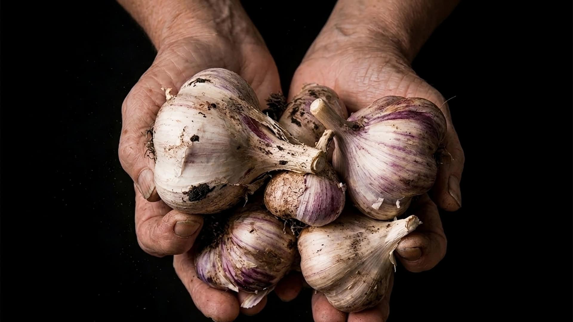 alho-envelhecimento-1920x1080