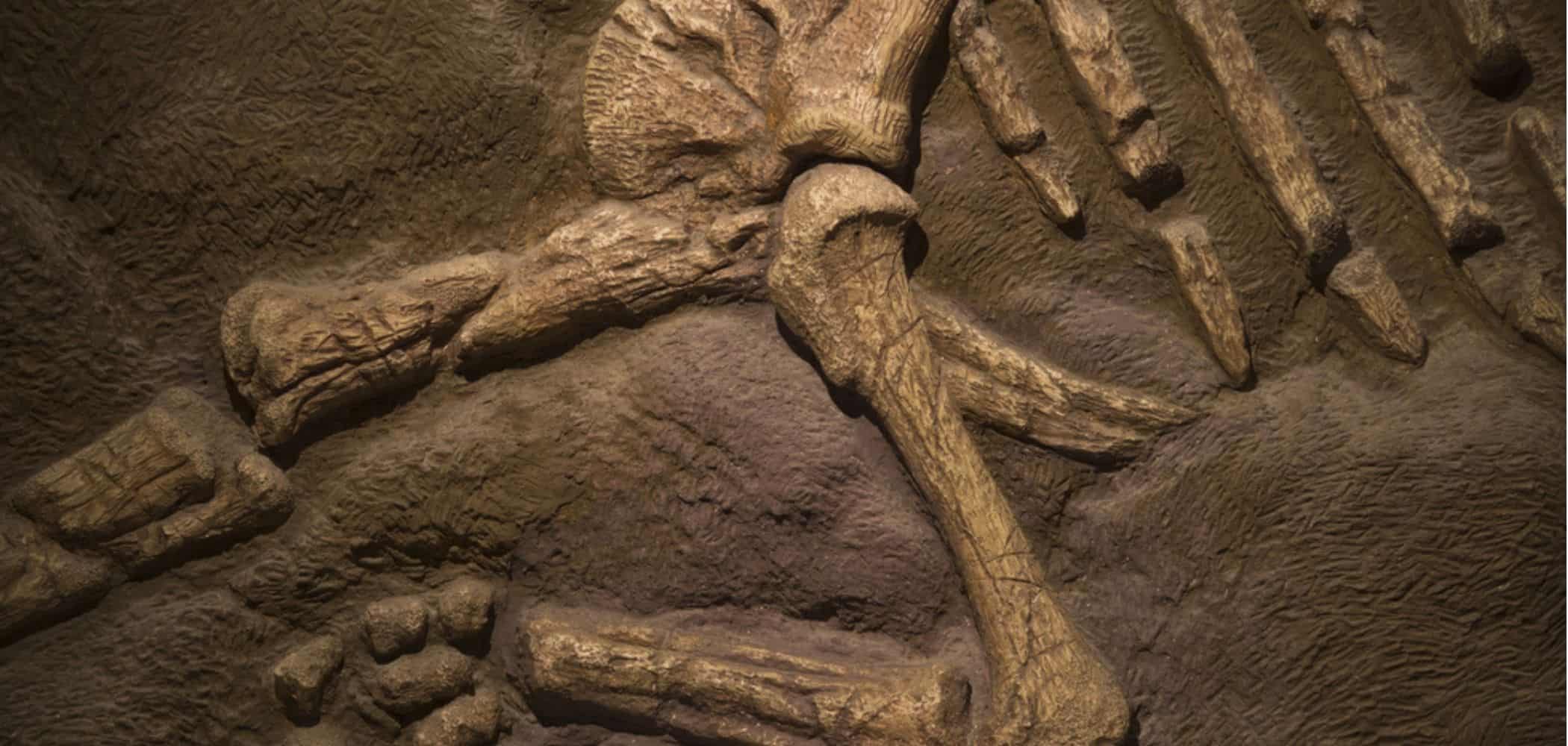 Qual é o fóssil de dinossauro mais antigo já descoberto?