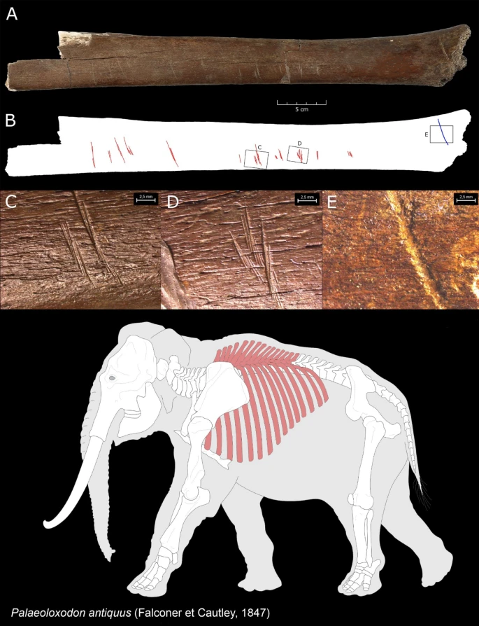 radiografia elefante neandertais