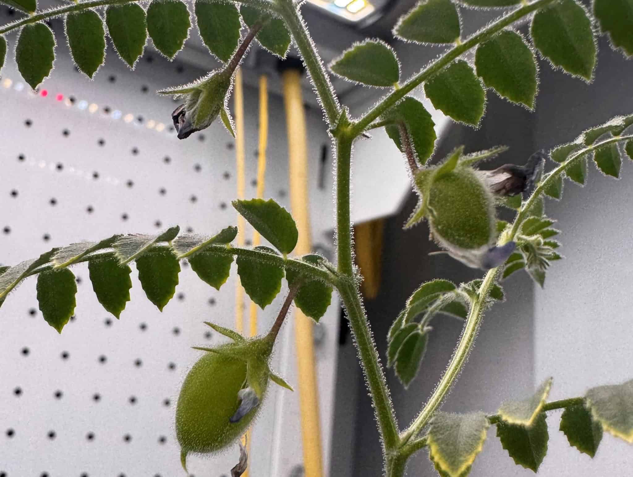 Grão-de-bico é cultivado em “solo lunar” criado por cientistas
