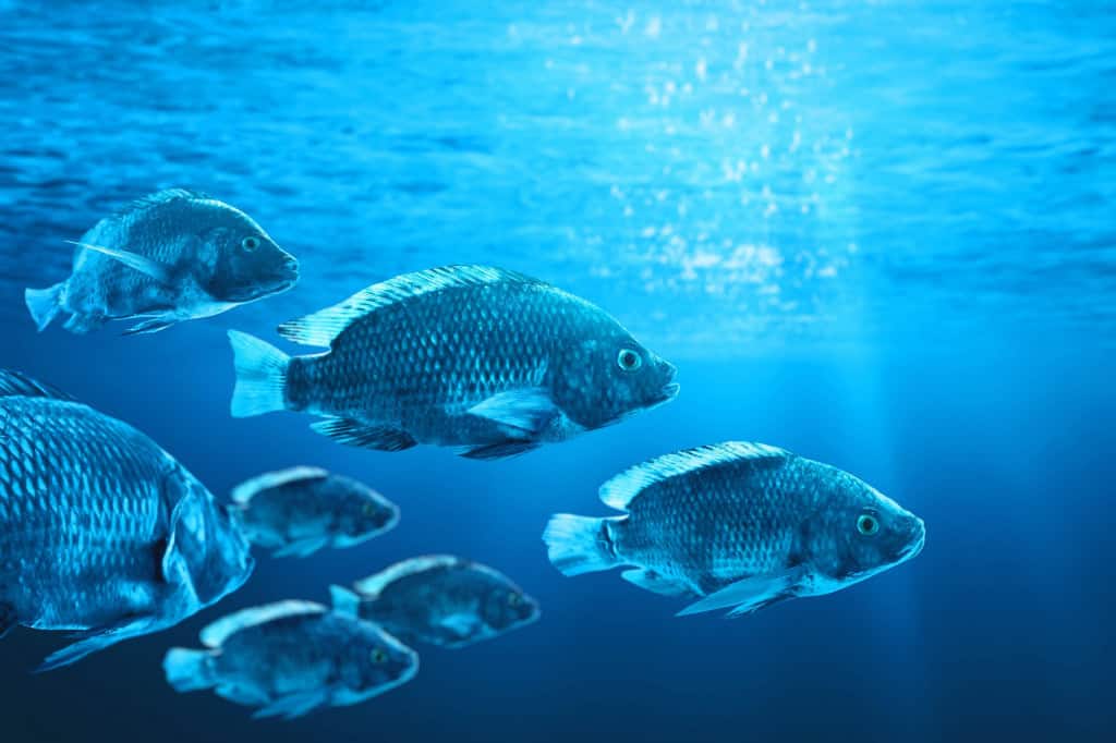 Peixes no fundo do mar