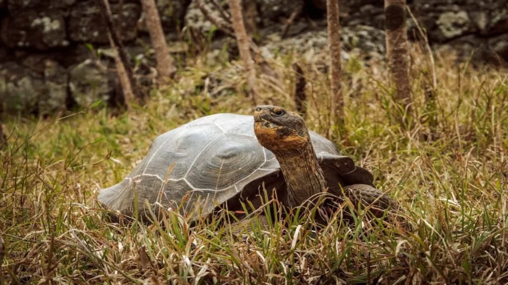 Extintos há 150 anos: o retorno histórico desses animais gigantes