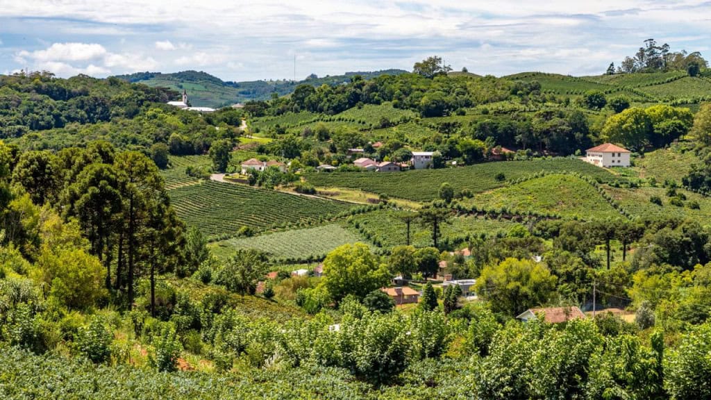 Vinhos brasileiros de Bento Gonçalves conquistam prêmios e reconhecimento global constante