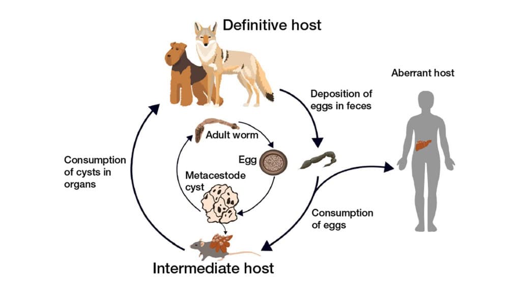 Infográfico sobre parasita encontrado em coiotes nos Estados Unidos