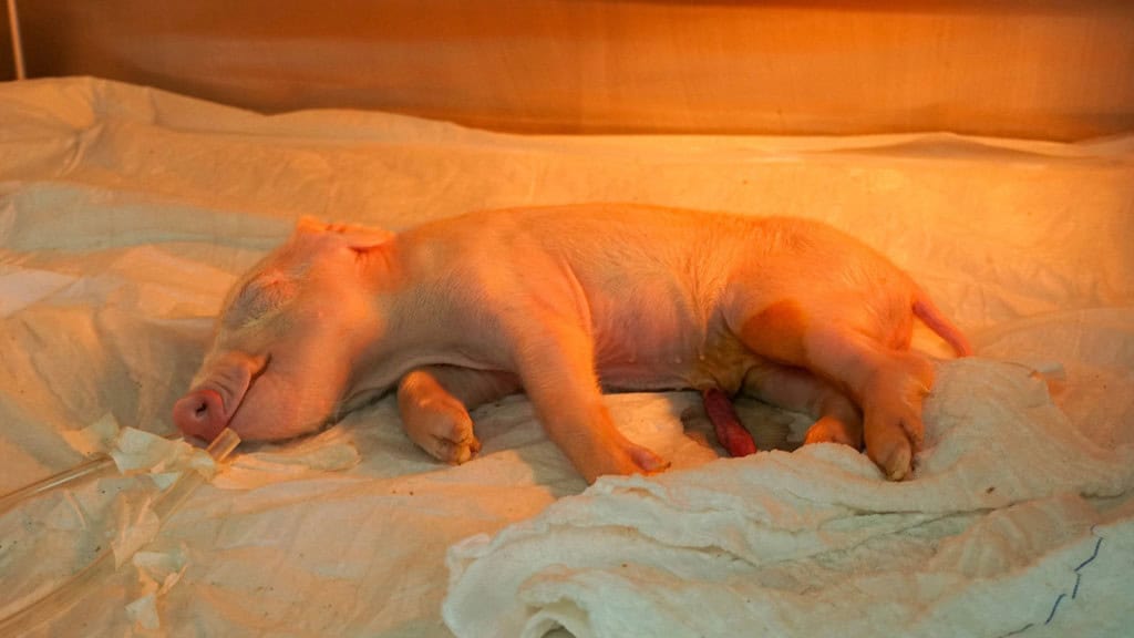 Filhote de porco clonado dormindo