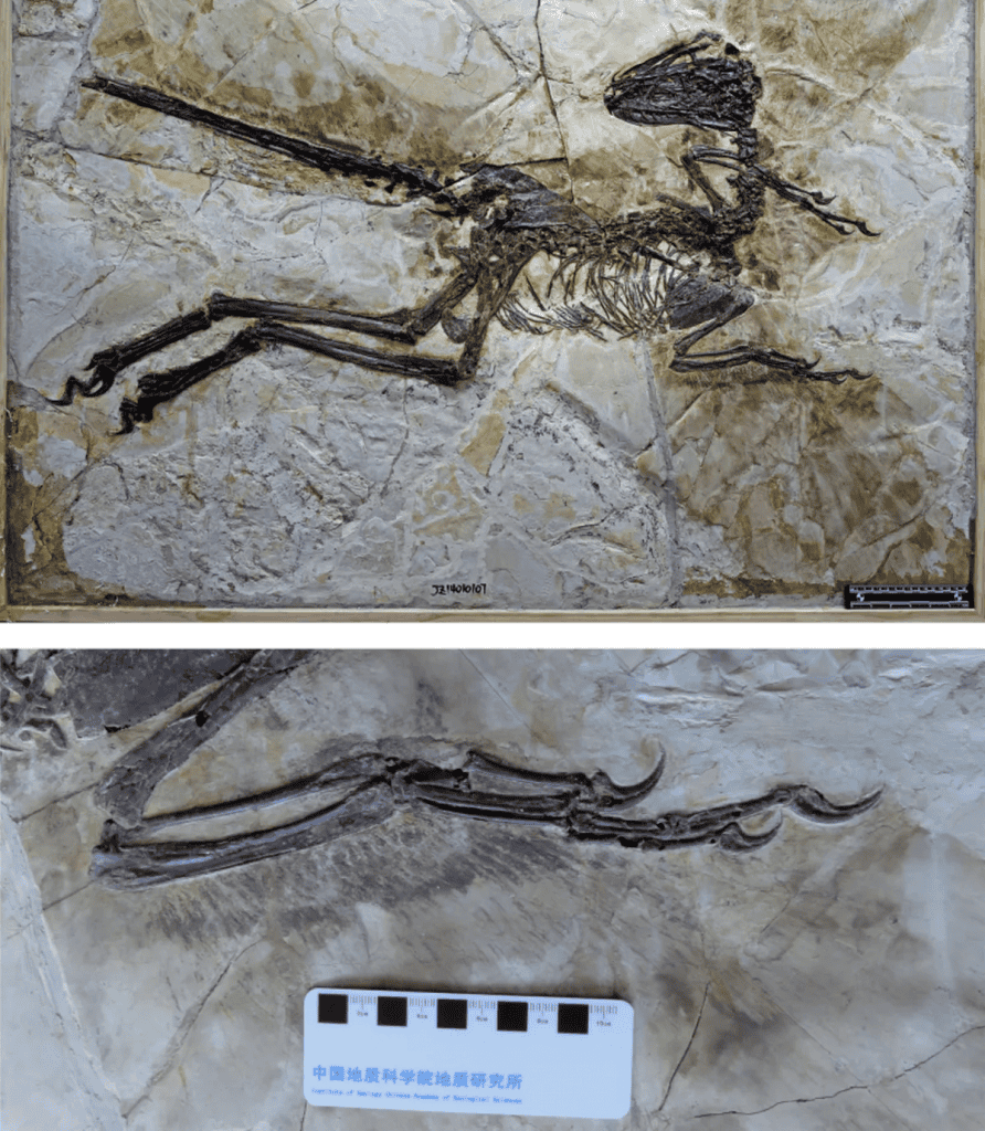 Zhenyuanlong (acima) com um close de sua asa (abaixo)