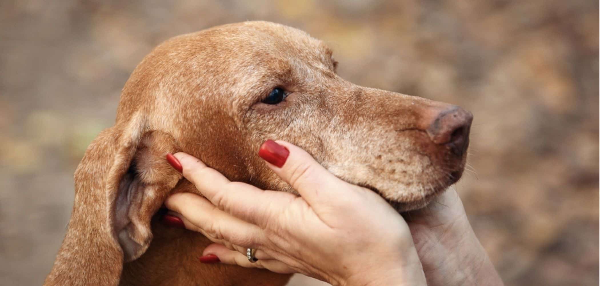 Cães já conviviam com humanos há quase 16 mil anos