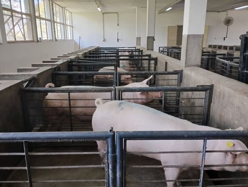 Vários porcos separados por gradis